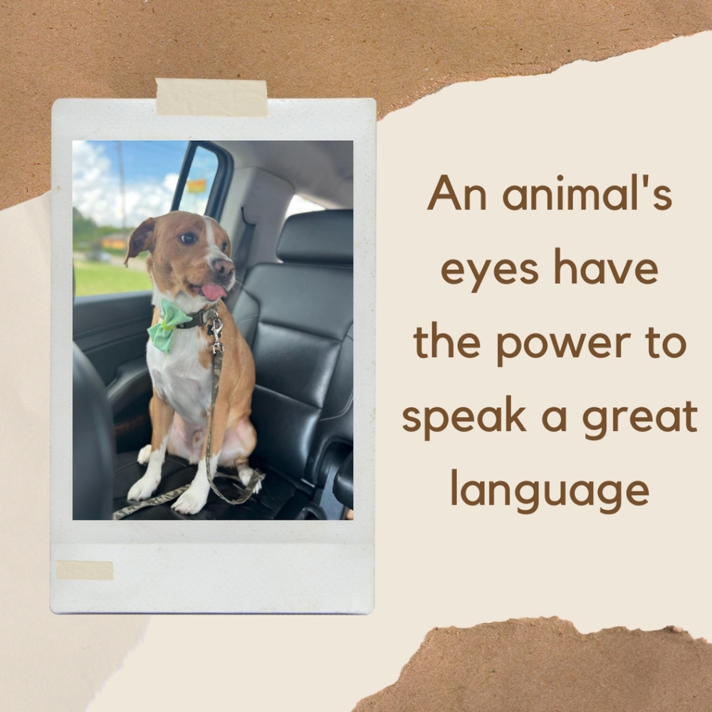 I love my fur babies